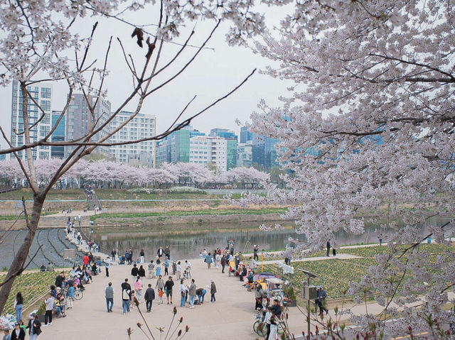 서울 벚꽃명소 지금이 절정! 안양천 벚꽃길🌸