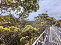 Valley of the Giants Tree Top Walk