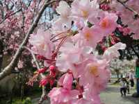 🌸京都嵐山渡月橋：櫻花盛開，春日京都的象徵