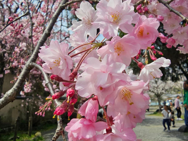 🌸京都嵐山渡月橋：櫻花盛開，春日京都的象徵