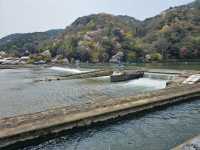 🌸京都嵐山渡月橋：櫻花盛開，春日京都的象徵