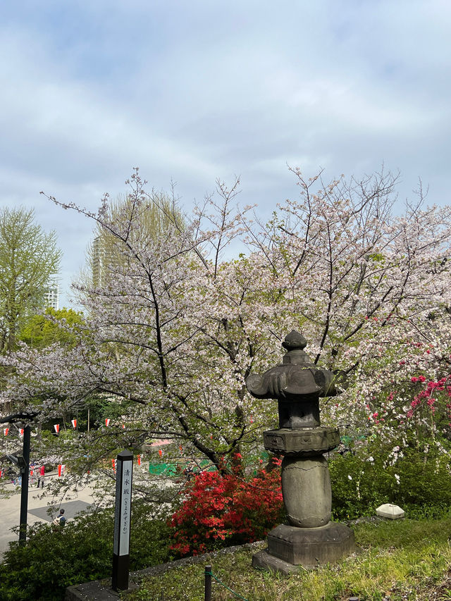 東京必到欣賞櫻花🌸之地🤗❣️上野恩賜公園 東京必到欣賞櫻花🌸之地🤗❣️上野恩賜公園