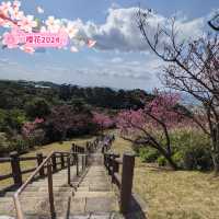 【沖繩名護中央公園】2024年櫻花季，不容錯過