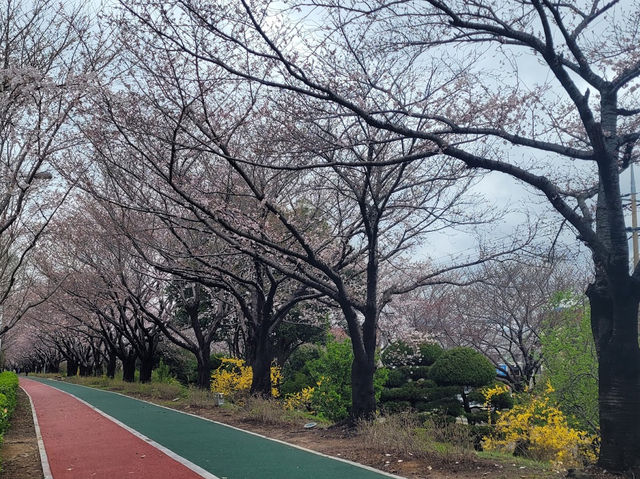 韓國釜山🌸 三樂生態：櫻花盛開季節🌸