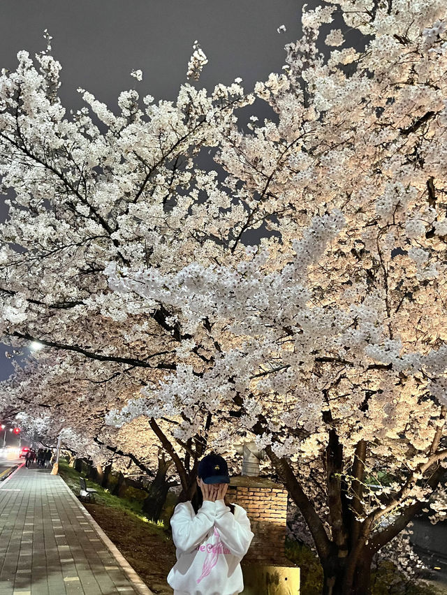 청주 토박이 벚꽃명소 추천 무심천 벚꽃거리