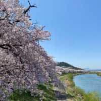 ทีมซากุระสงกรานต์ที่ภูมิภาค Tohoku (Funaoka)