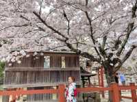 ถ่ายรูปซากุระที่ศาลเจ้า Sumiyoshi Shrine 