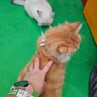 貓癡必去超能貓空間🐱🐈🐈‍⬛