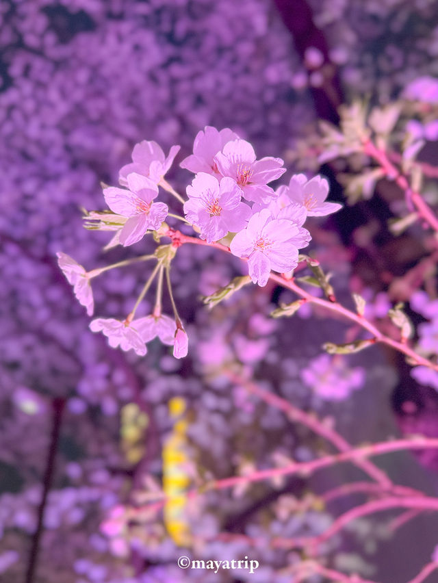 【東京】桜まつり / 色が移り変わるライトアップ