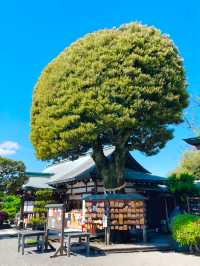 【足利織姫神社/栃木県】縁結びの神様と絶景の眺望