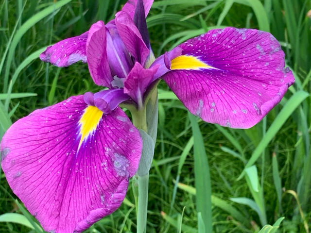 เทศกาลชมดอกไม้เมืองชิริว(花じょうぶまつり)💐🪻