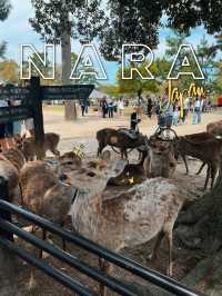 หนีแมวมาหากวางที่นารา NARA , JAPAN