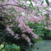 大湳公園～水鄉夢境