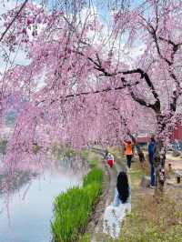 🌸동화 속 같은 몽글몽글한 벚꽃 커튼이 있는 이 곳🌸