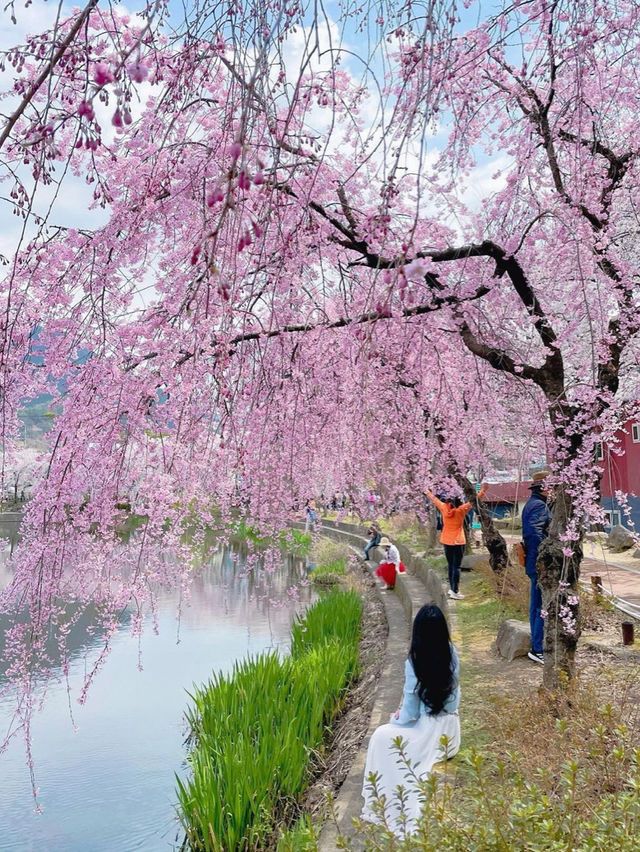 🌸동화 속 같은 몽글몽글한 벚꽃 커튼이 있는 이 곳🌸