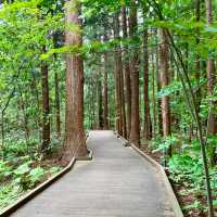 Maruyama: Sapporo's Scenic Hiking Gem
