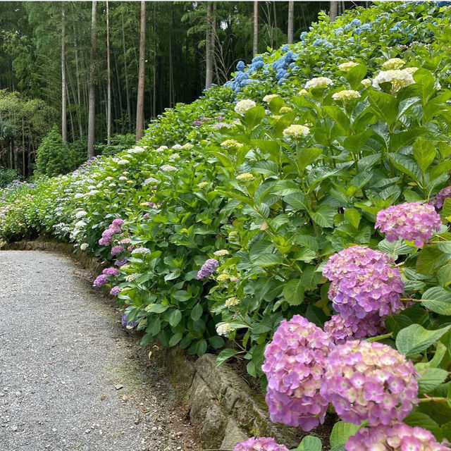 【福岡観光】敷地内には7000株の紫陽花が咲いてるよ