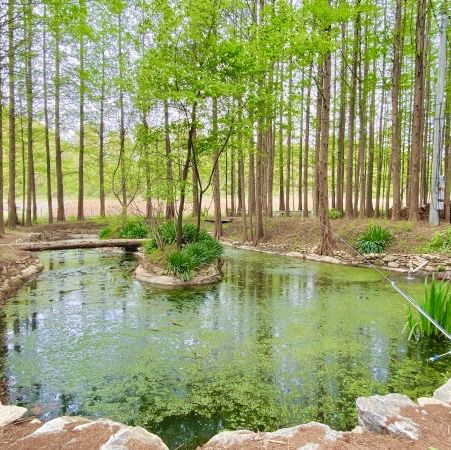 메타세콰이어 숲 속을 품은 디저트 카페 '메타 포레스트' 강화🍃 메타세콰이어 숲 속을 품은 디저트 카페 '메타 포레스트' 강화🍃