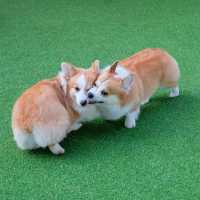 Corg and Koff