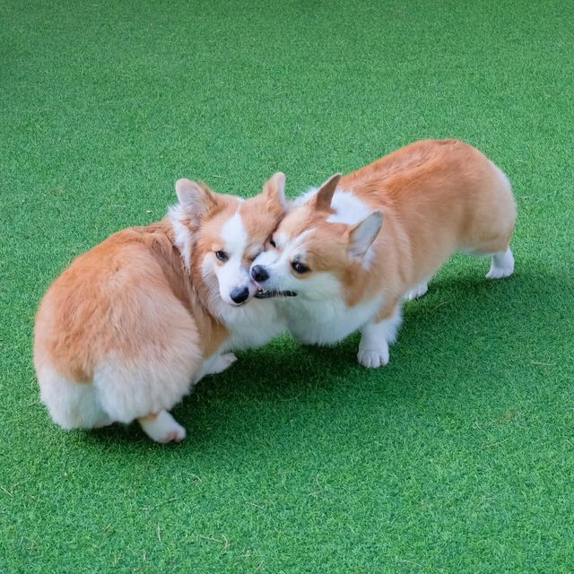 Corg and Koff