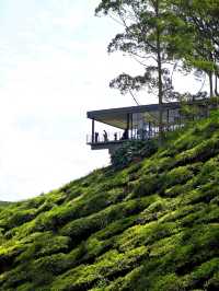 Learning About Tea at Boh Tea Center