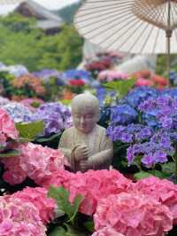 圧巻！大仏様とカラフルな紫陽花のコラボ🤗💠💐✨