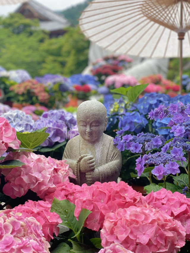 圧巻！大仏様とカラフルな紫陽花のコラボ🤗💠💐✨