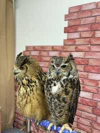 新宿貓頭鷹咖啡廳🦉，超過10隻貓頭鷹🦉等你來！