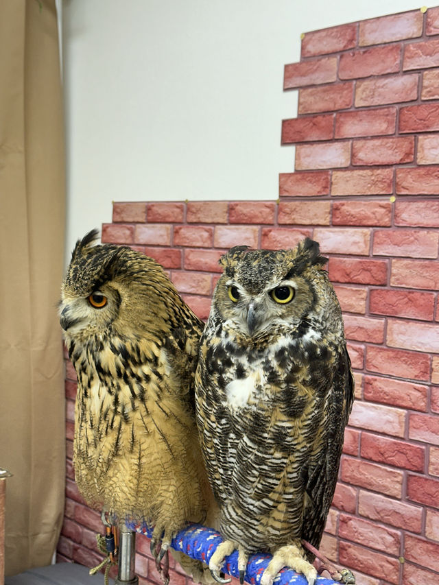 新宿貓頭鷹咖啡廳🦉，超過10隻貓頭鷹🦉等你來！