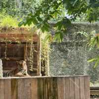 Lokkawi wildlife, Sabah