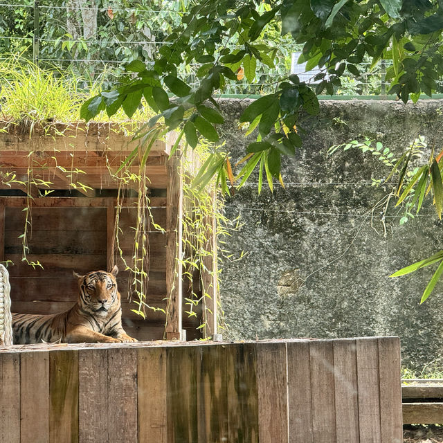 Lokkawi wildlife, Sabah