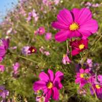 【滋賀県】季節のお花は旅の醍醐味！コスモス畑で写真映え