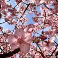 【京都／淀】ピンクが可愛い河津桜の花見スポット