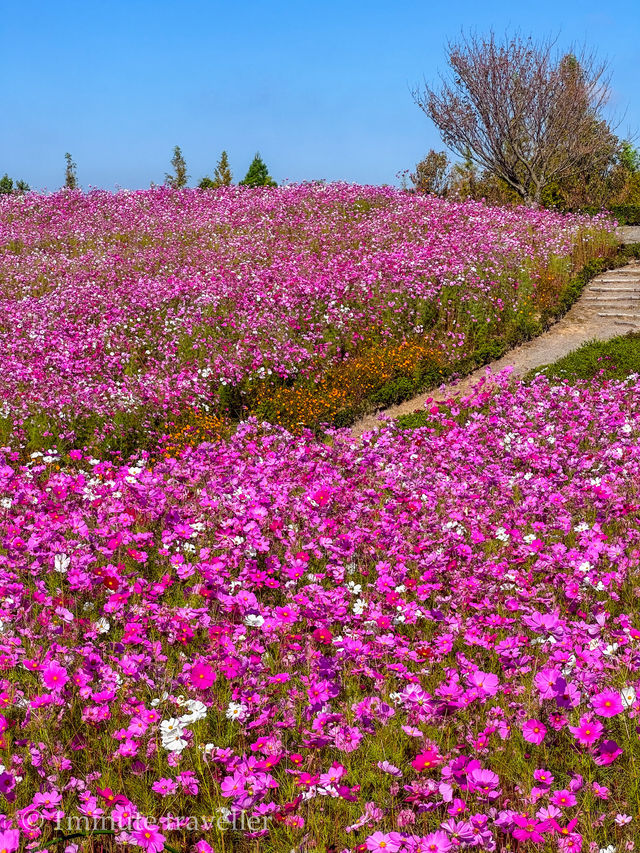ツツジの山の圧倒的存在感と美しさ、松本ツツジ園
