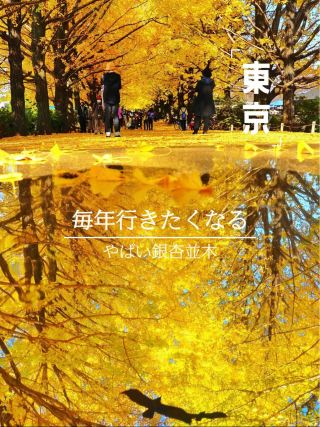 絕景每年都想去一次的黃金銀杏並木