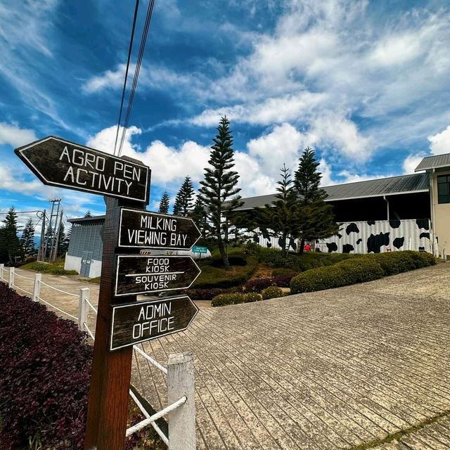 Desa Dairy Farm 'The Little New Zealand'