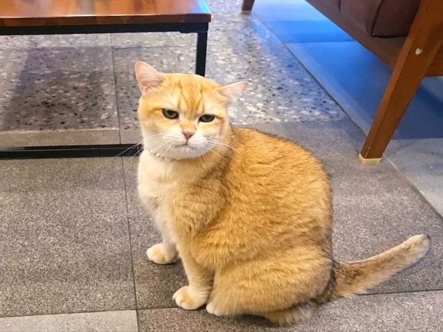 하남 고양이 카페: ☕️냥이툰😸