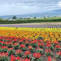 富良野富田農場-參觀彩虹般夢幻的拼布花田，北海道必到景點
