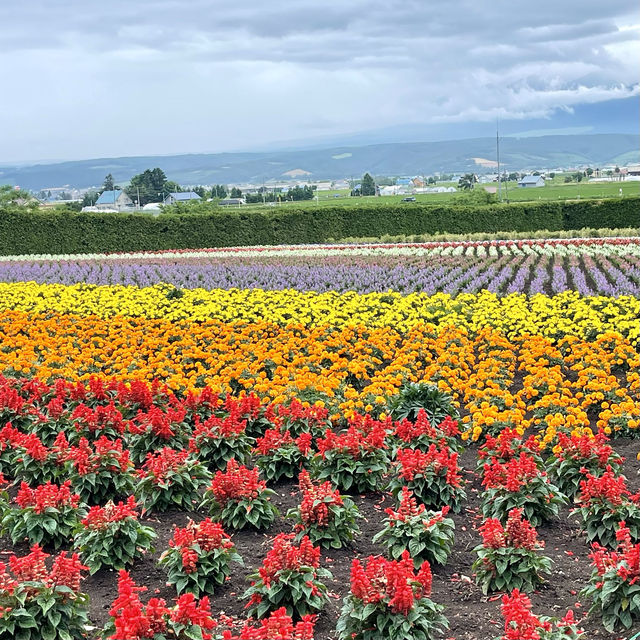 富良野富田農場-參觀彩虹般夢幻的拼布花田，北海道必到景點