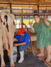 🐮 นมวัวแดง พาลูกเที่ยวเกษตร ธรรมชาติ สระบุรี 