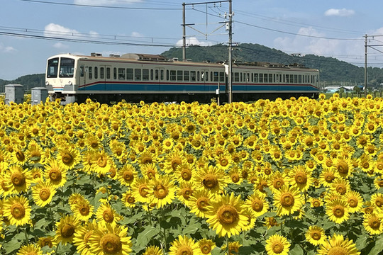 滋賀]穴場・無料・絶景ひまわり×電車🌻🚃✨ | Trip.com 滋賀県
