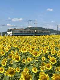 [滋賀]穴場・無料・絶景ひまわり×電車🌻🚃✨
