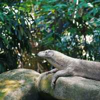 馬來西亞國家動物園：親近自然，享受歡樂氛圍！