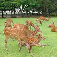 นารา เมืองแห่งกวาง