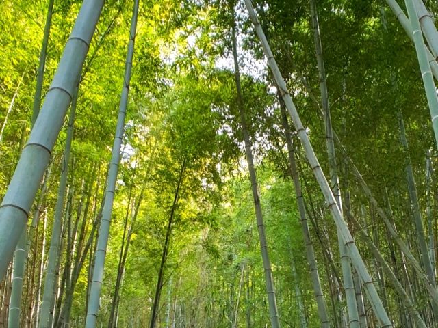 제주도 여행 필수 코스! : 한라수목원🌿