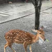 台北台中宜蘭五日之旅