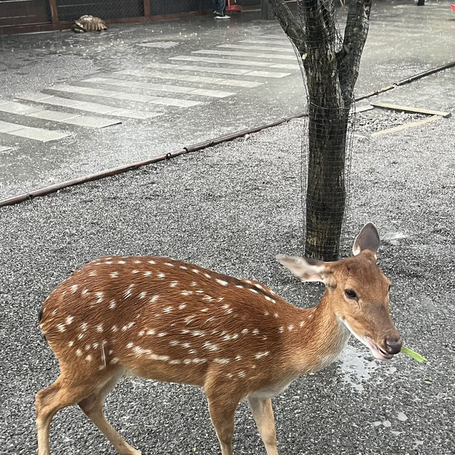 台北台中宜蘭五日之旅