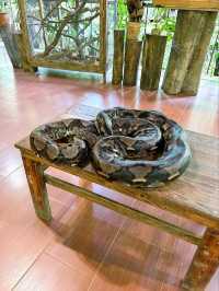 A Day at Deerland Park: Encountering Pythons and Other Animals