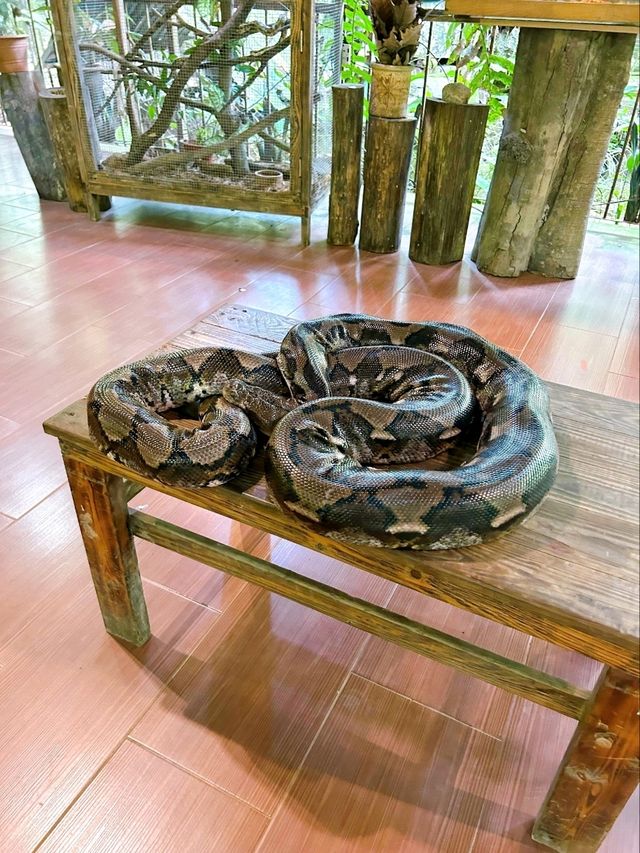 A Day at Deerland Park: Encountering Pythons and Other Animals