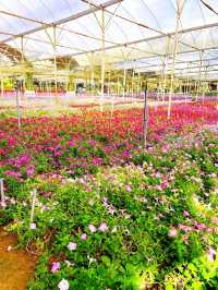 Flowers in Bloom at Genting Strawberry Leisure Farm